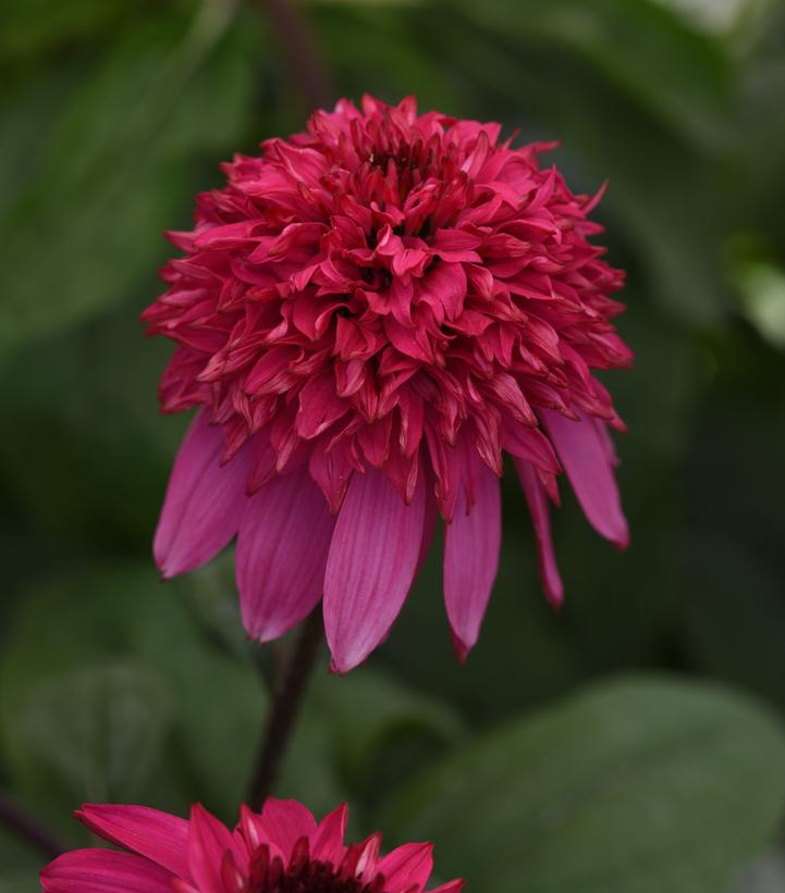 Echinacea x Double Scoop™ Watermelon Deluxe