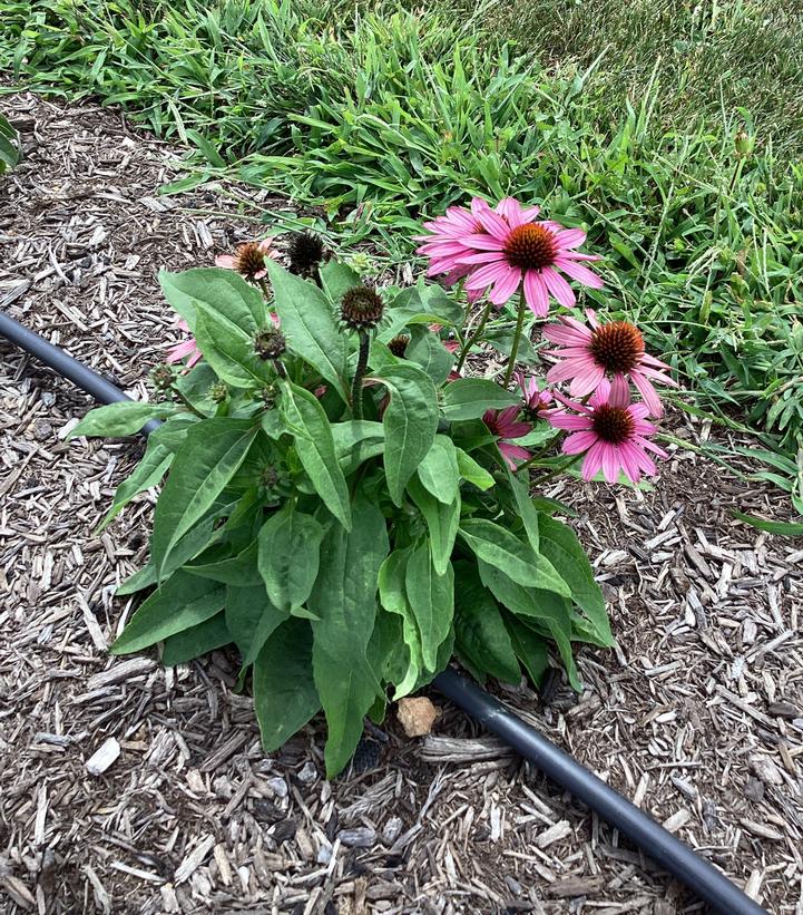 Echinacea x 'Sunmagic Vintage Fuchsia'