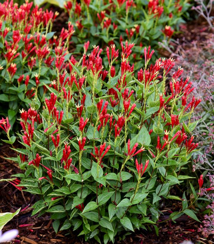 Spigelia marilandica 'Apple Slices'