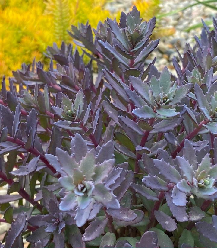 Sedum x Sunsparkler® 'Sapphire Tuffet'