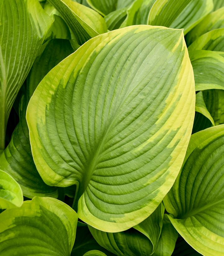 Hosta hybrid Shadowland® 'Lone Star'