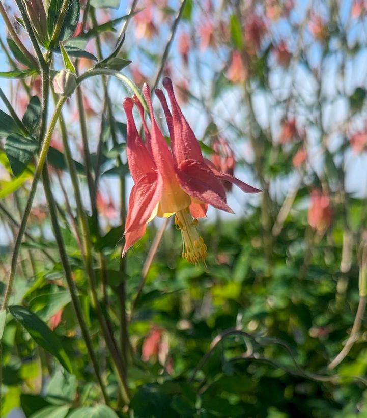 Aquilegia canadensis 