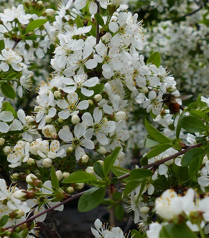 Prunus x Romance 'Valentine'
