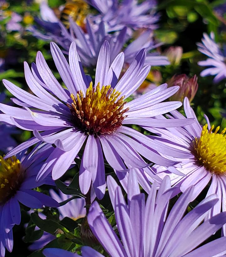 Aster oblongifolium 'Twilight Sky'