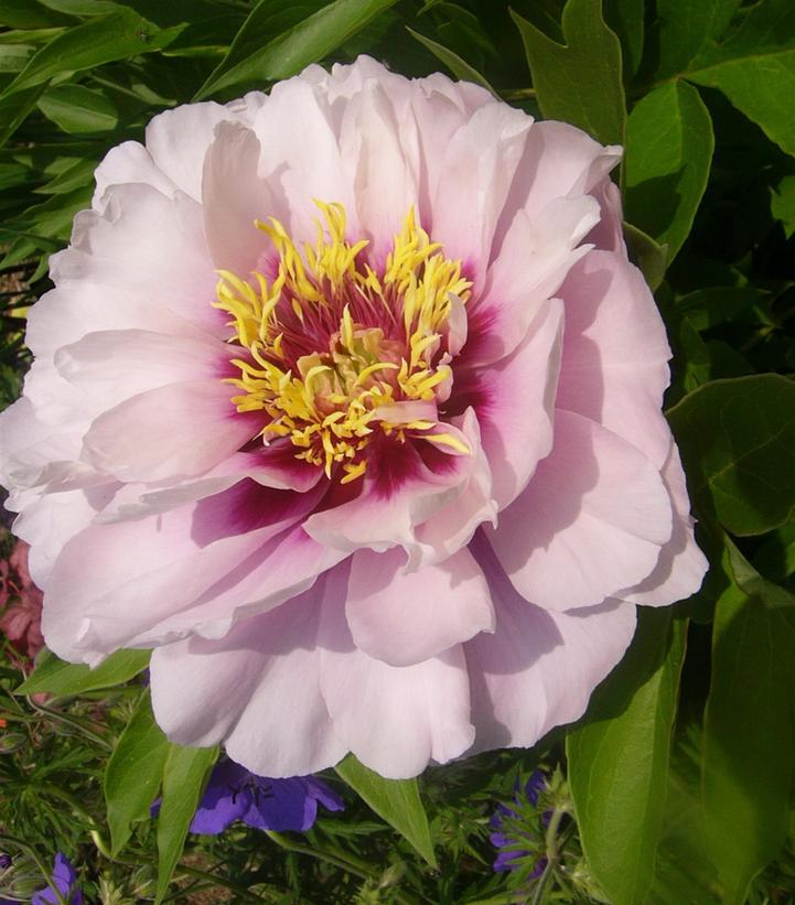 Paeonia x ITOH 'Cora Louise'