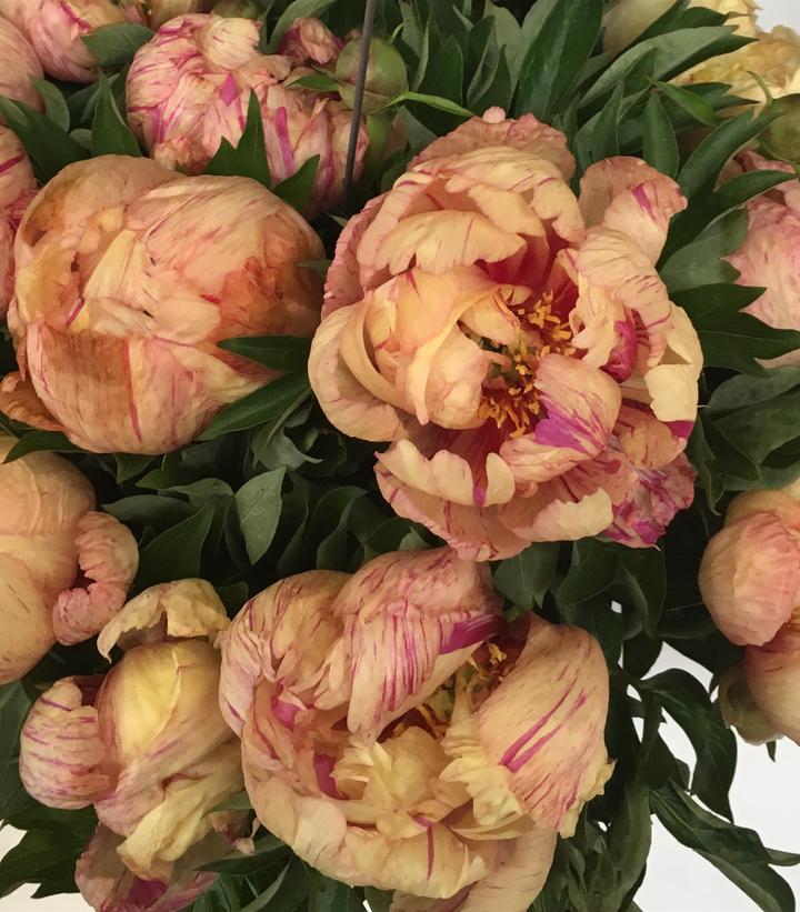 Paeonia x ITOH 'Lollipop'