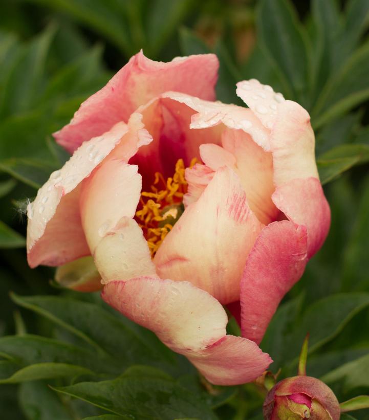 Paeonia x ITOH 'Old Rose Dandy'