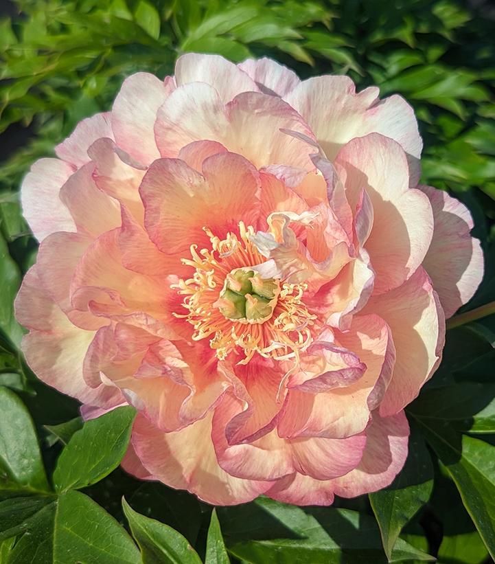 Paeonia x ITOH 'Scrumdiddlyumptious'