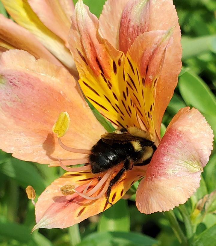 Alstroemeria x 'Coral Chaos'