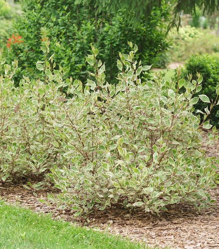 Cornus alba Sgt. Pepper™