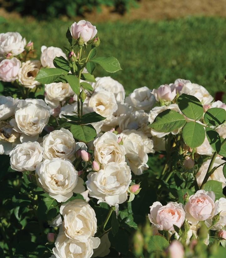 Rosa x Flavorette Pear'd™