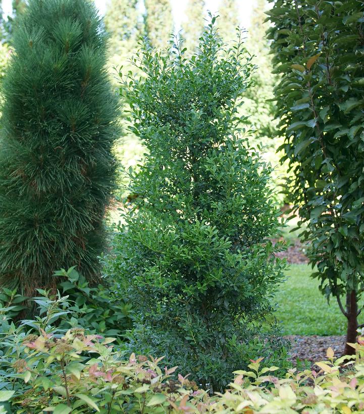 Ilex glabra Squeeze Box®