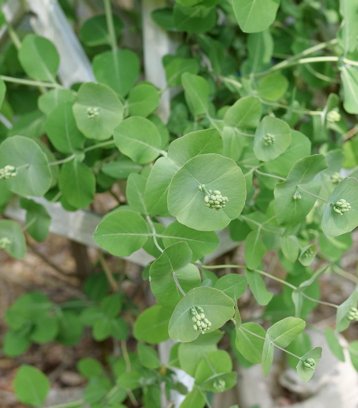 Lonicera reticulata Kintzley's Ghost®