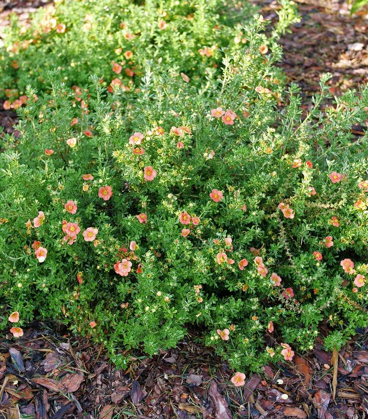 Potentilla fruticosa Happy Face® Orange