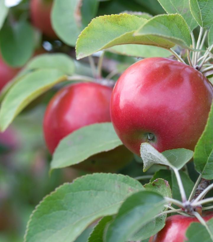 Malus SnowSweet®