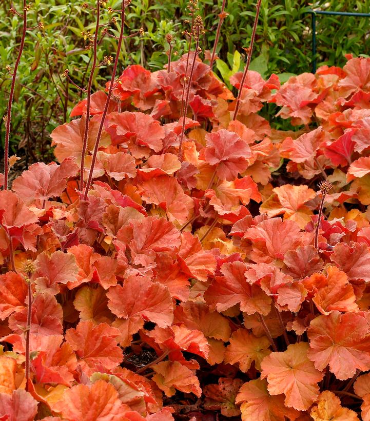 Heuchera Northern Exposure™ Amber
