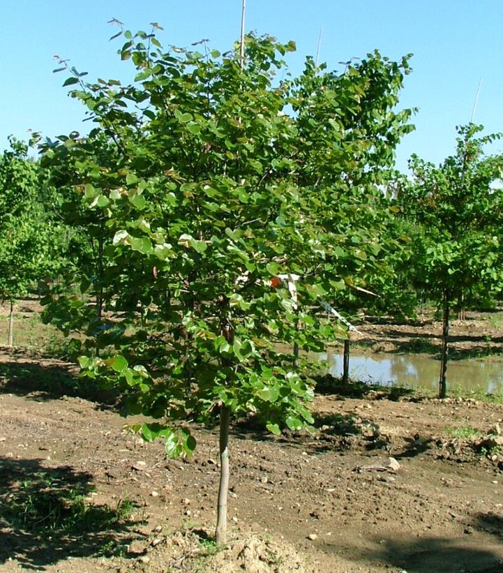 Cercis canadensis Luscious Lavender™
