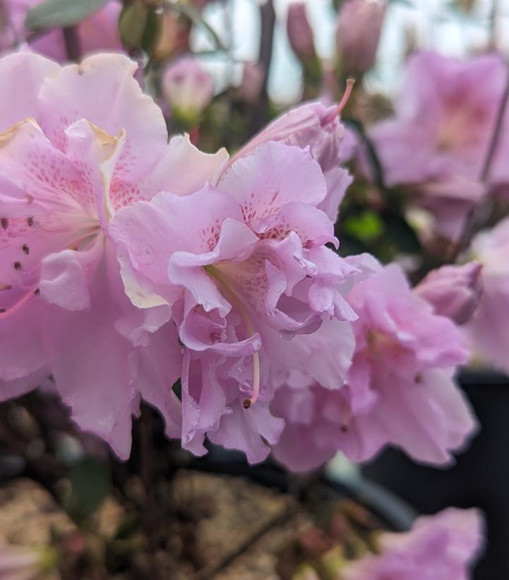 Azalea x 'Elsie Lee'