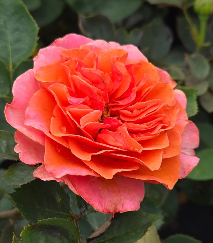 Rosa Showpiece™ Orange