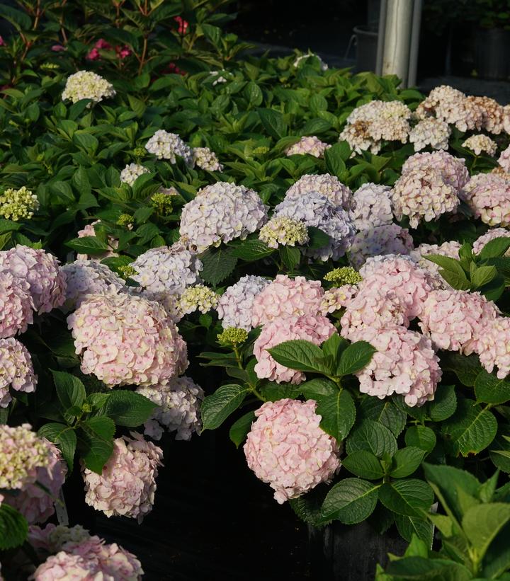 Hydrangea macrophylla Wee Bit Innocent™
