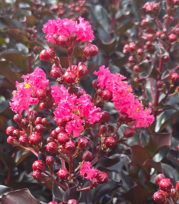 Lagerstroemia indica Center Stage® Pink