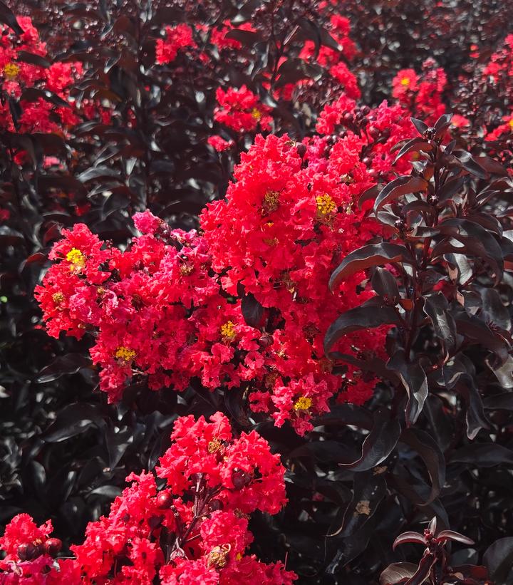 Lagerstroemia indica Center Stage® Red