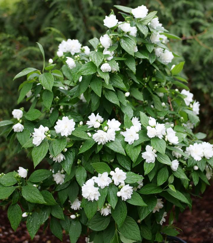 Philadelphus coronarius Illuminati Spice™
