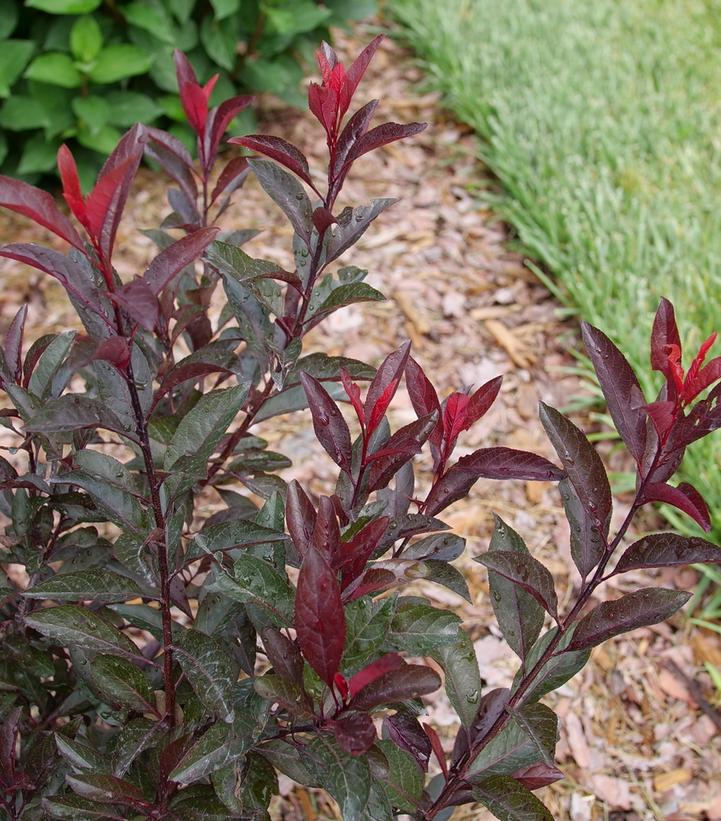 Prunus x cistena Stay Classy®