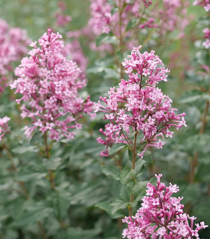 Syringa x Bloomerang Ballet®