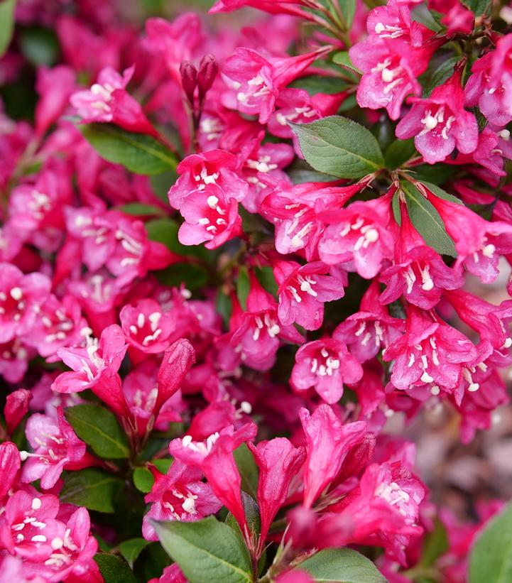 Weigela florida Sonic Bloom® Punch