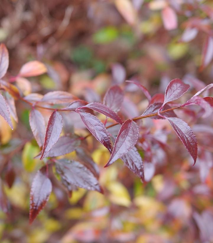 Deutzia x Yuki Kabuki™