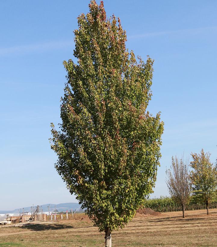 Acer rubrum Red Sentinel®