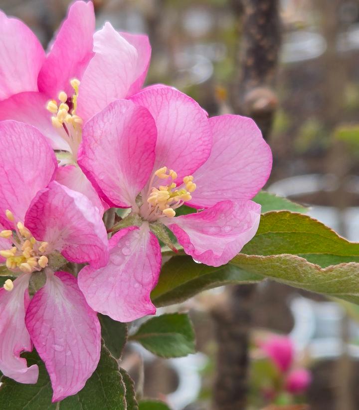 Malus Emerald Spire®