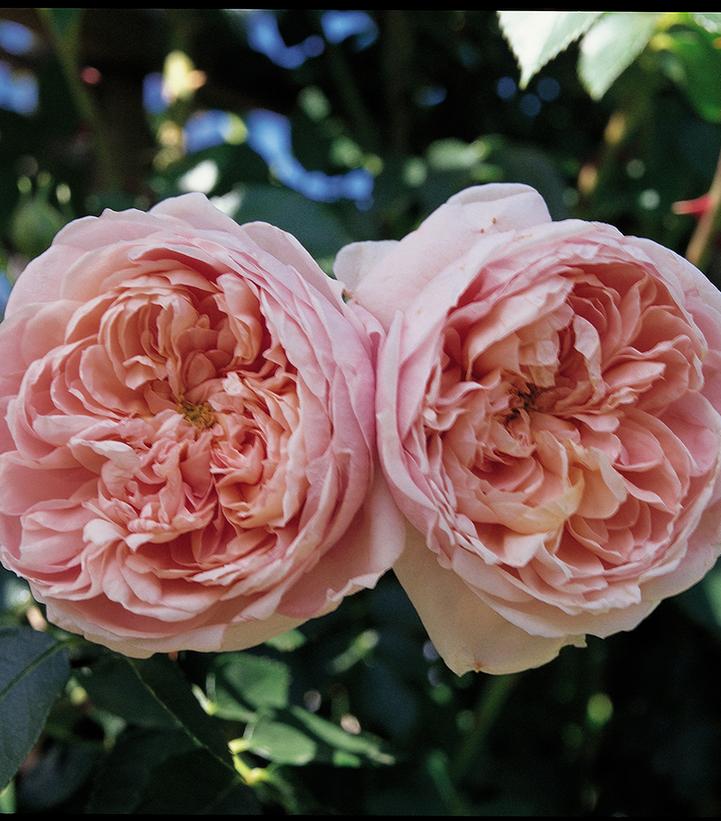 Rosa Colette™