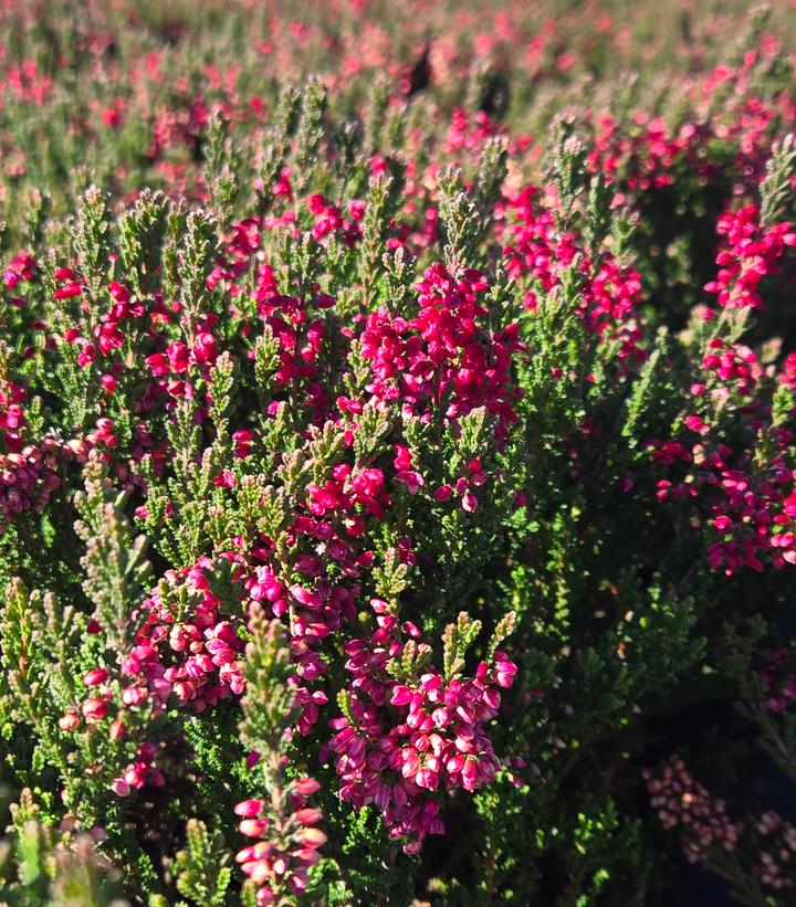 Calluna vulgaris Beauty Ladies® - Red
