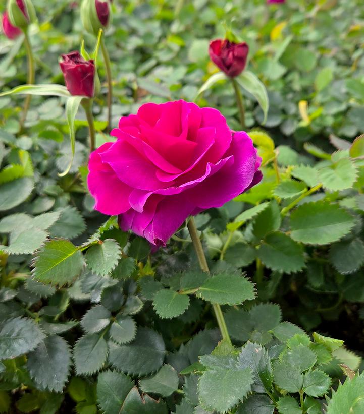 Rosa Showpiece™ Purple