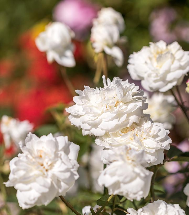 Rosa Susan William-Ellis