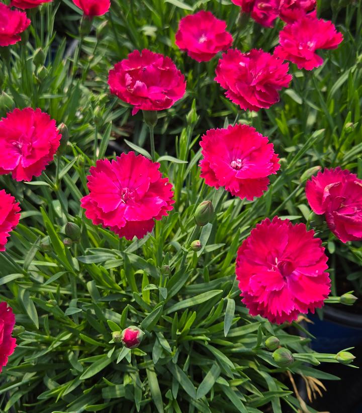 Dianthus gratianopolitanus Glamour Time™