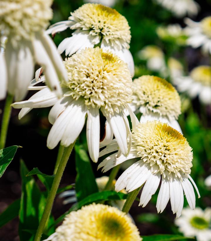 Echinacea purpurea Vanilla Drip™