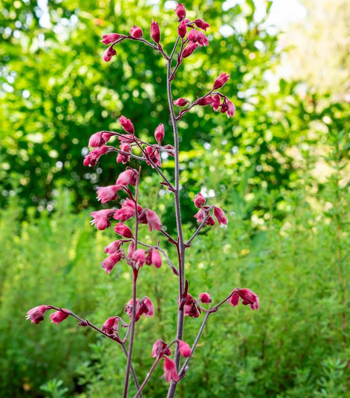 Heuchera Spice Curls™