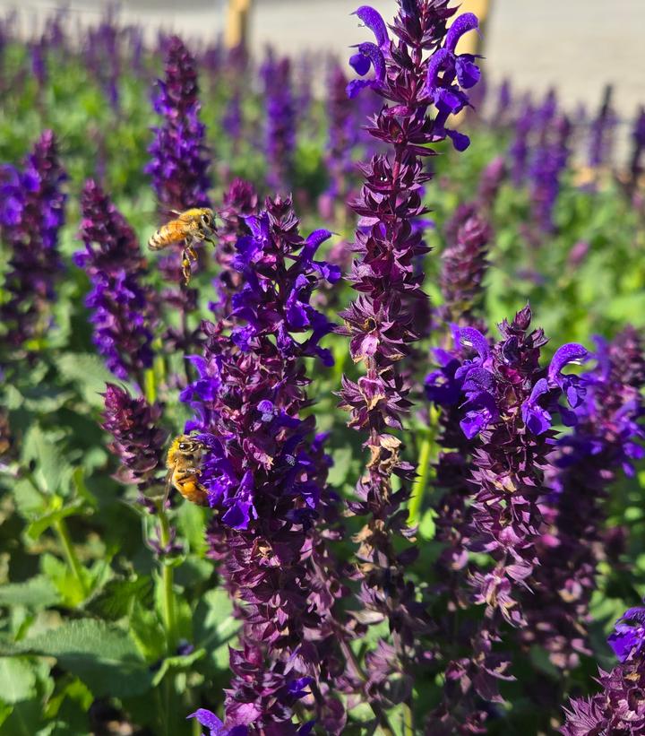 Salvia nemorosa Perpetual Purple™
