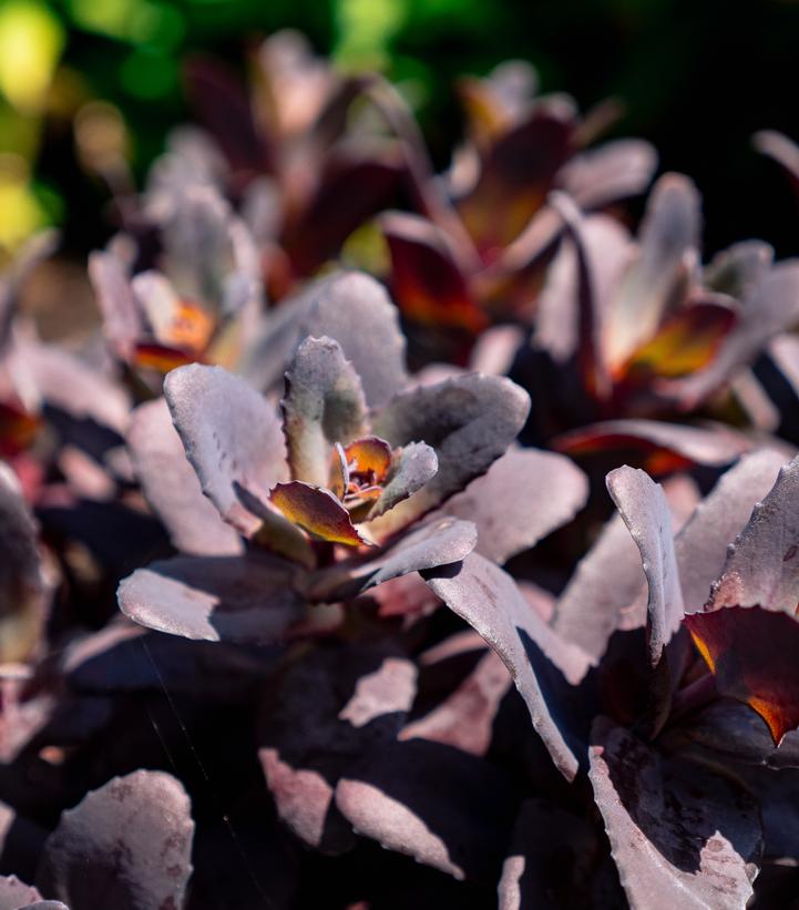 Sedum x Puff Pastry™ 'Raspberry'