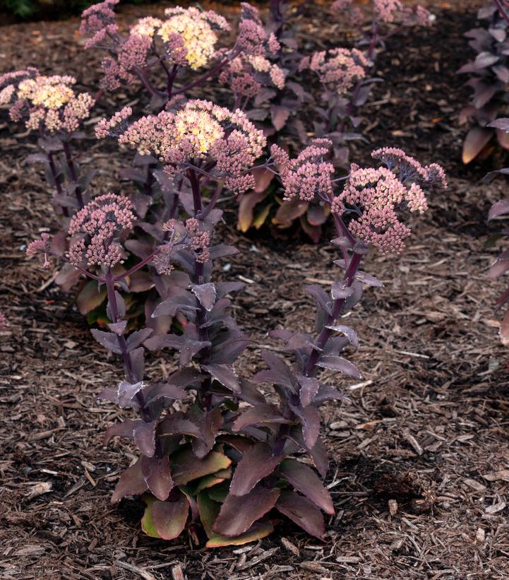 Sedum x Puff Pastry™ 'White Chocolate'