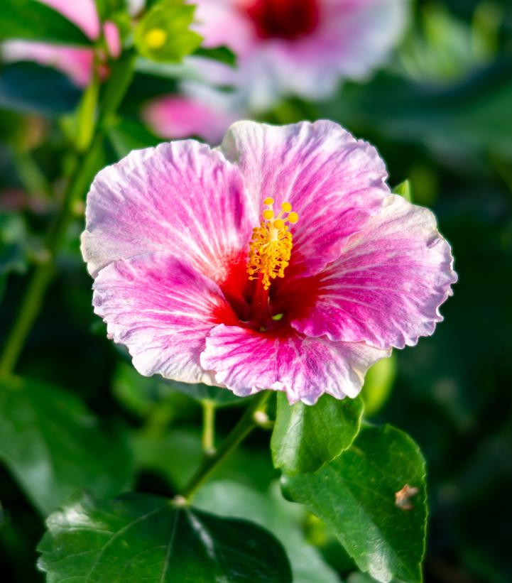 Hibiscus rosa-sinensis Hollywood Hibiscus® America's Sweetheart™