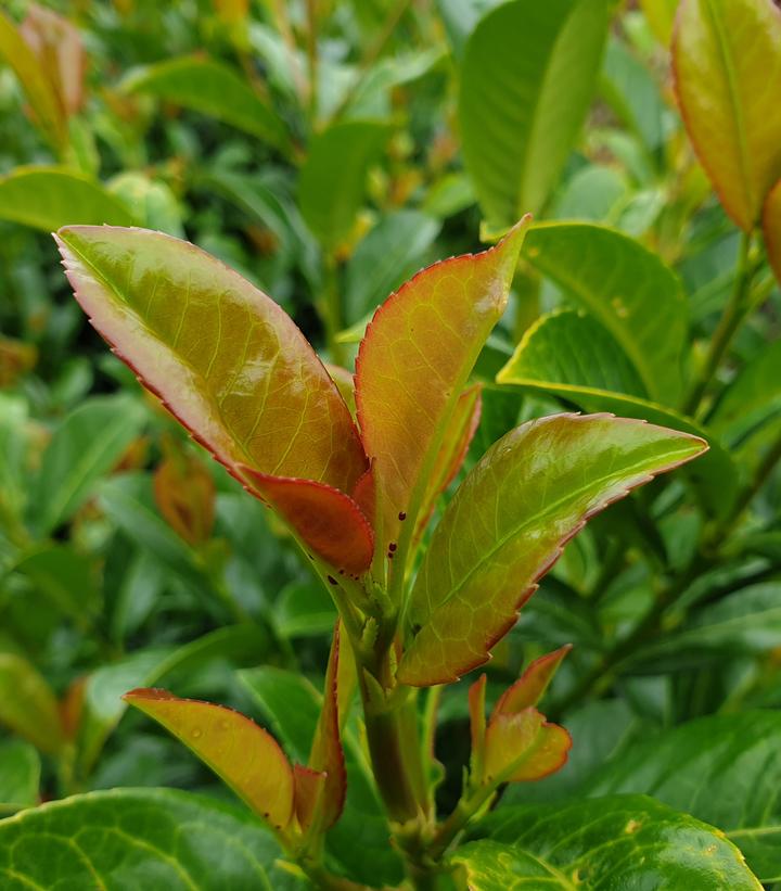 Prunus laurocerasus Volcano