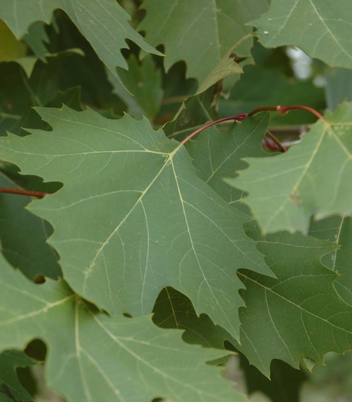 Platanus acerifolia Exclamation!®