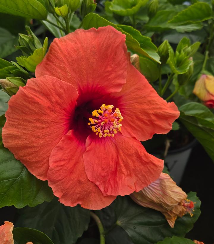 HIbiscus rosa-sinensis Hollywood Hibiscus® Disco Diva™
