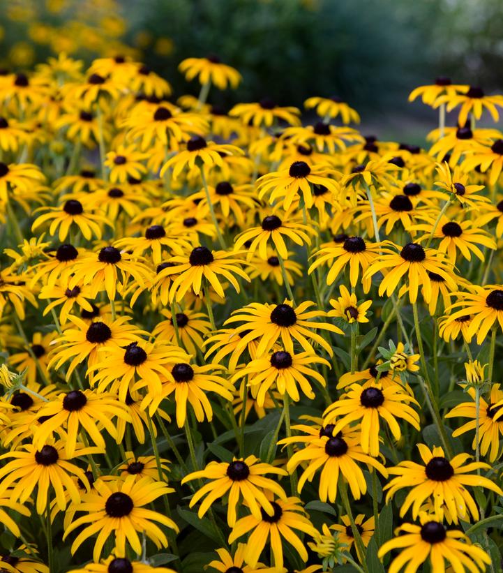 Rudbeckia x 'Treasure Trove'
