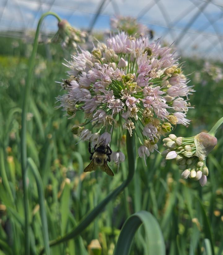 Allium x 'Bobblehead'