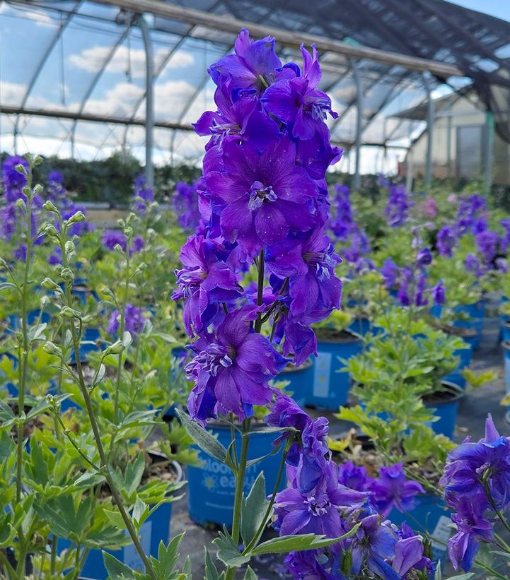 Delphinium x Laser Beam™